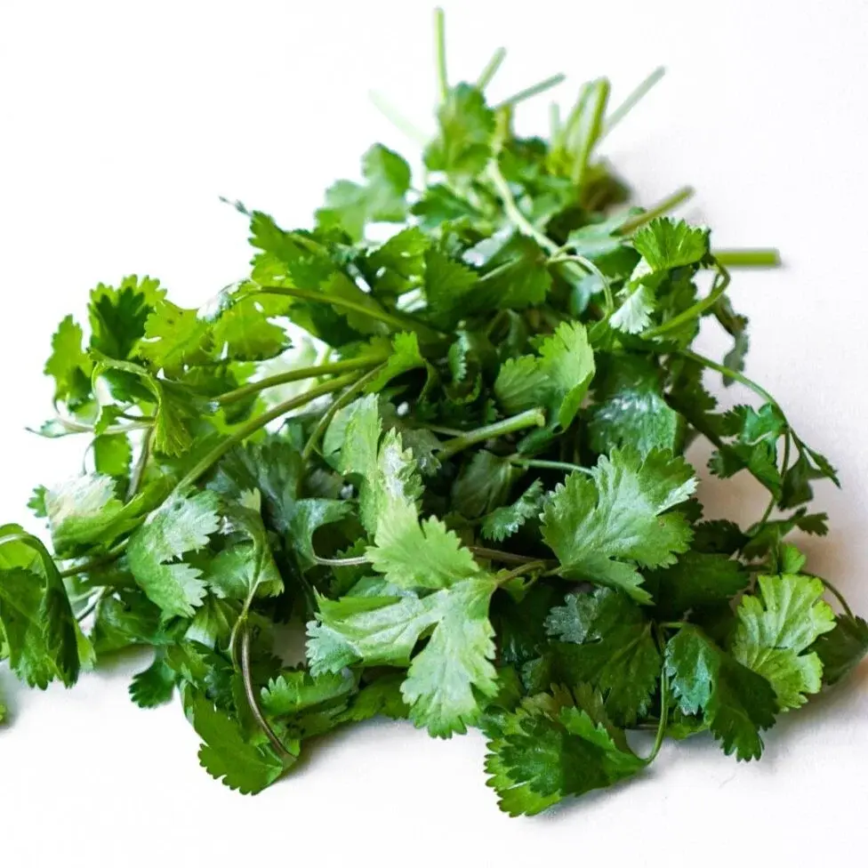 Cilantro, from above in a white dish